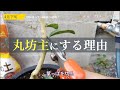 柑橘類の苗を丸坊主にする理由【切り抜き】