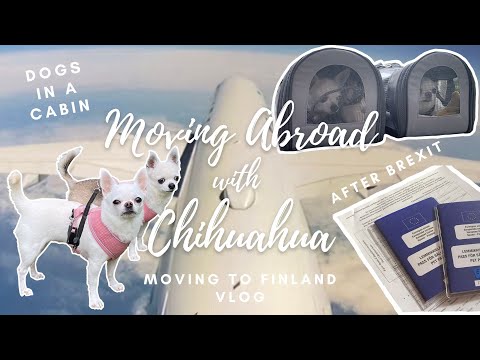 Video: Persoonlijke tips voor reizen met Chihuahuas
