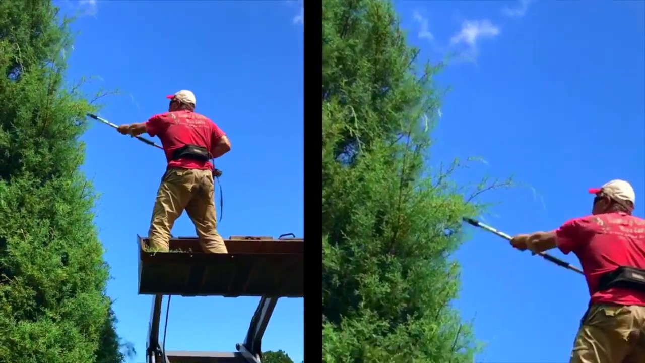 Reluctantly Pruning Tall Christmas Trees