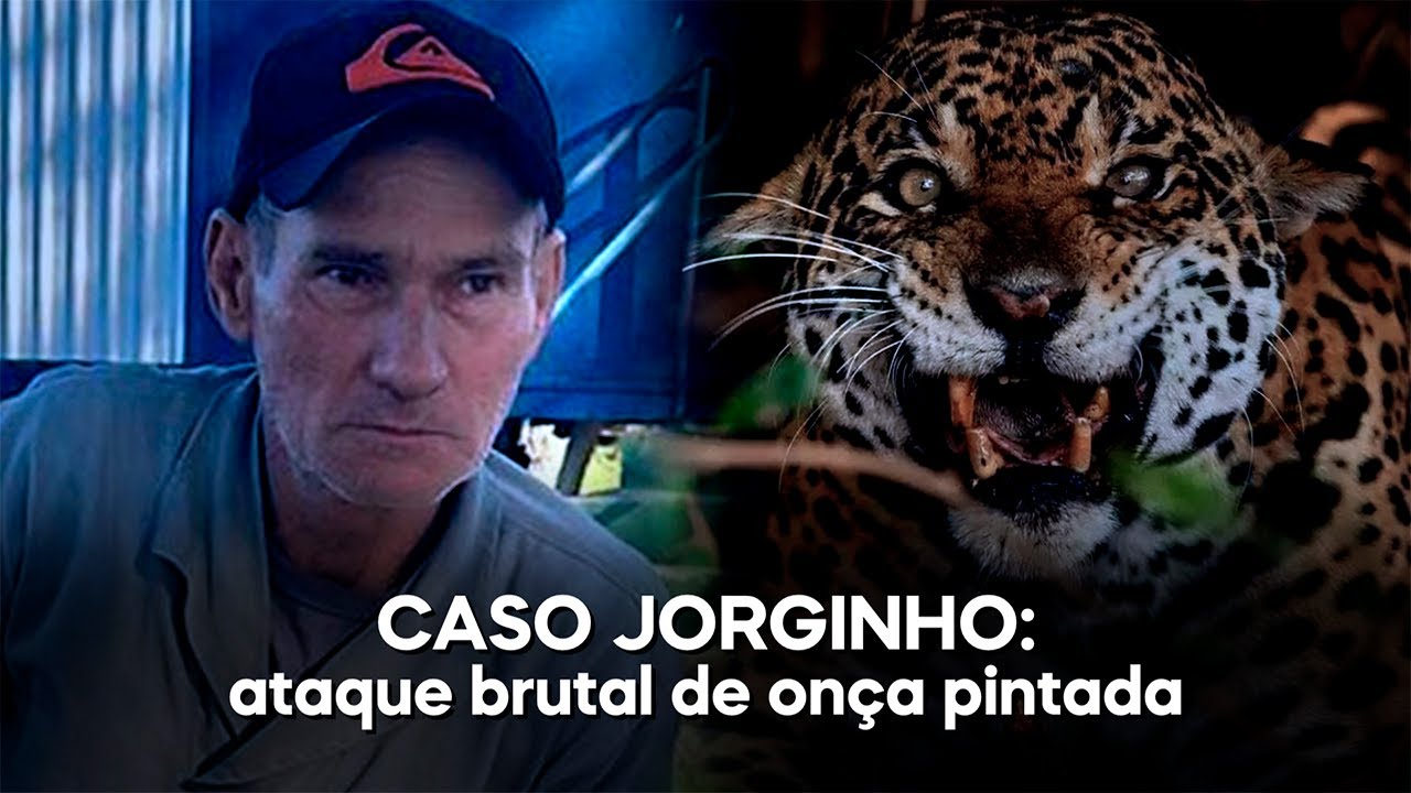 CASO JORGINHO: ATAQUE BRUTAL DE ONÇA PINTADA NO PANTANAL | TV PLANALTO ...