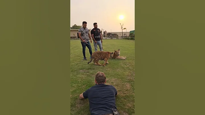 Shoot For Documentary with Lion and Tiger | Nouman Hassan |