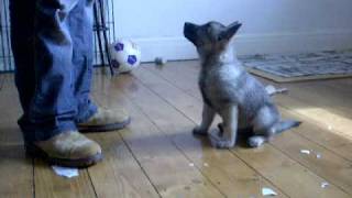 norwegian elkhound