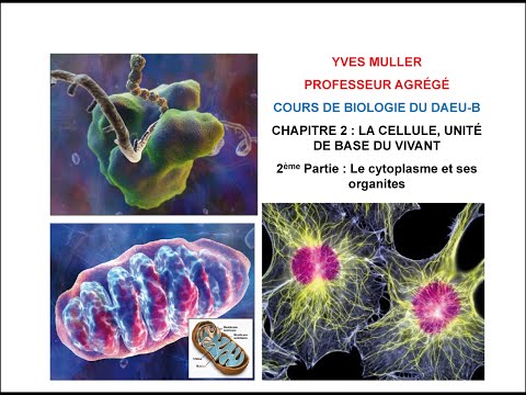 Vidéo: Qu'est-ce qui sépare le contenu nucléaire du cytoplasme ?