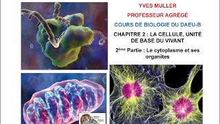 Chapitre 2 - 2ème partie - Le cytoplasme et ses organites - Cours de Biologie du DAEU-B