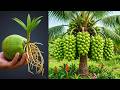 Grow Coconuts at Home: Full Process Shown #coconut