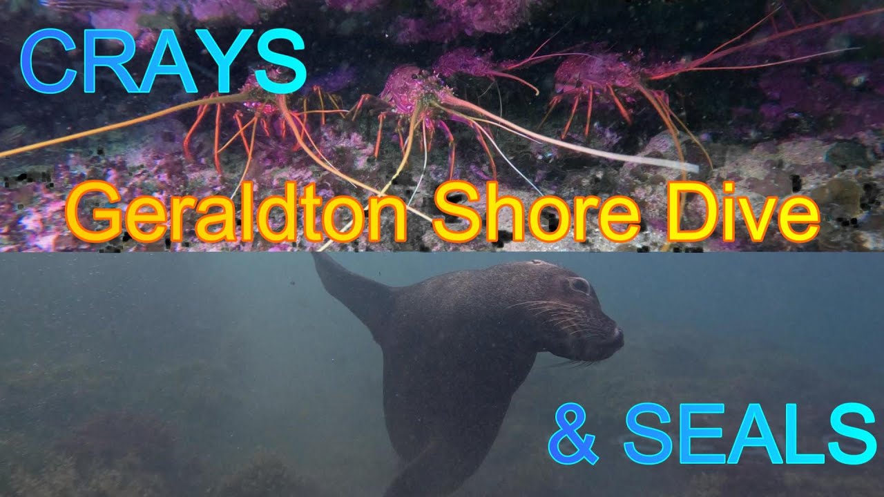 DIVING WITH CRAYFISH AND SEALS Geraldton's Underwater Playground 