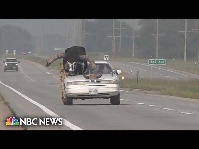 Car with giant bull as passenger pulled over by Nebraska police class=