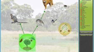 Food Webs - Australian Woodlands