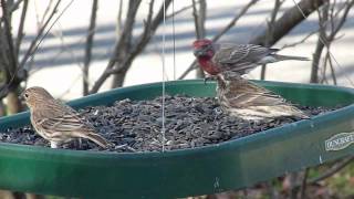 Purple Finch vs House Finch comparison with feeder birds