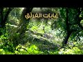 مهرجان أيام سوريا الثقافية غابات الفرلق مهرجان أيام سوريا الثقافية غابات الفرلق