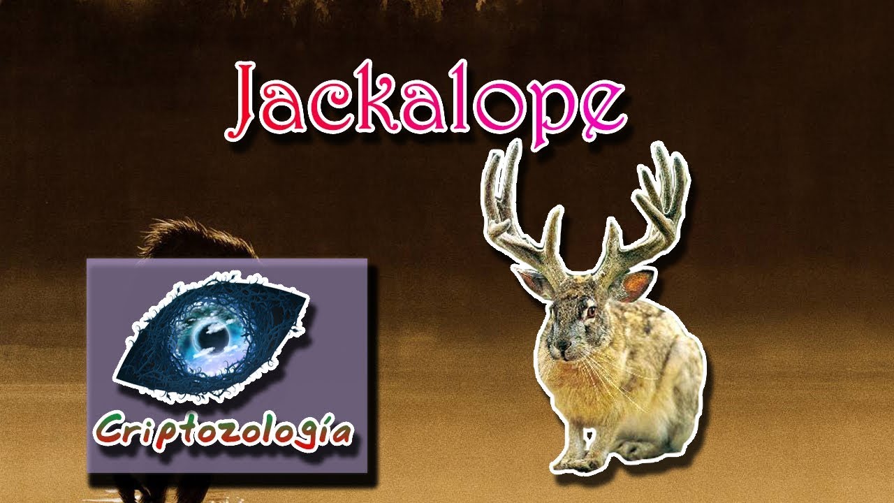 Jackalope |The mythical rabbit with horns| (Cryptozoology) | Reality or fiction | cryptozoology news 2017
