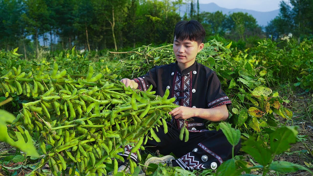 把青豆變成綠色美味的青豆腐，從豆田到餐桌，滿滿都是田園的清香｜Making natural, high-quality, nutritious green bean tofu