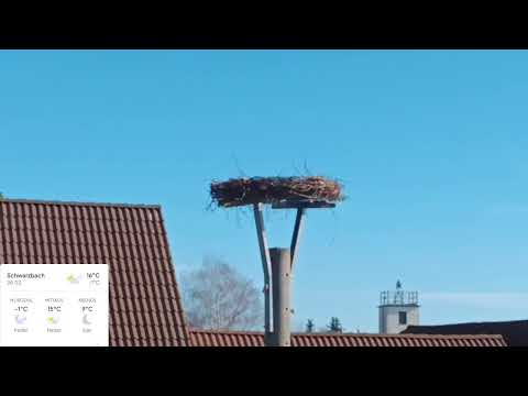 Biehlen Stork Nest Camera Test View live cam preview