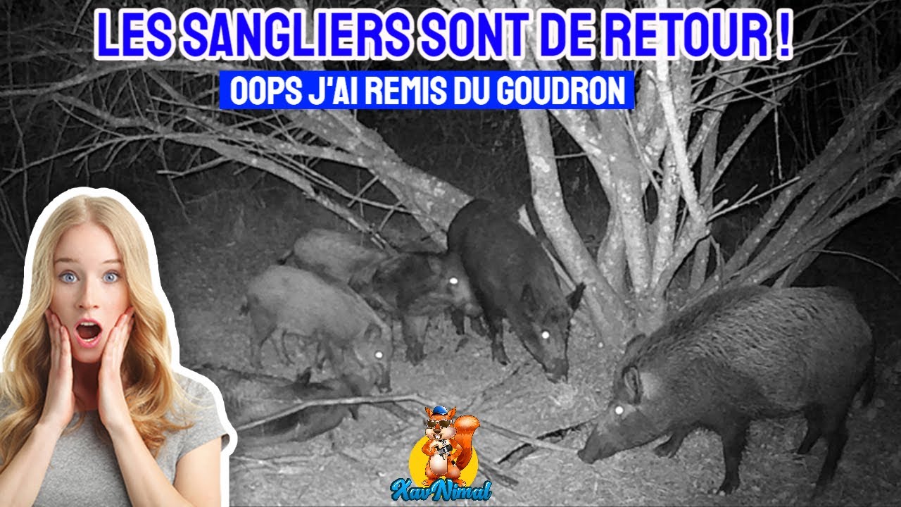 Goudron sangliers : comment j'ai fait revenir les sangliers !