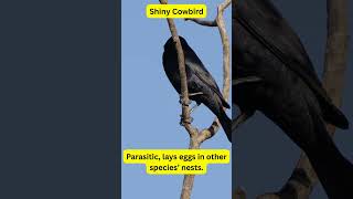Songbirds Of The World Shiny Cowbird