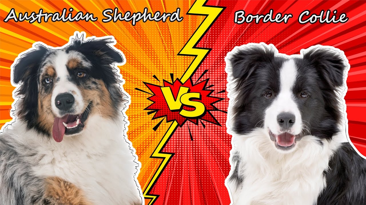 Australian Shepherds vs Border Collies - Similarities and Differences