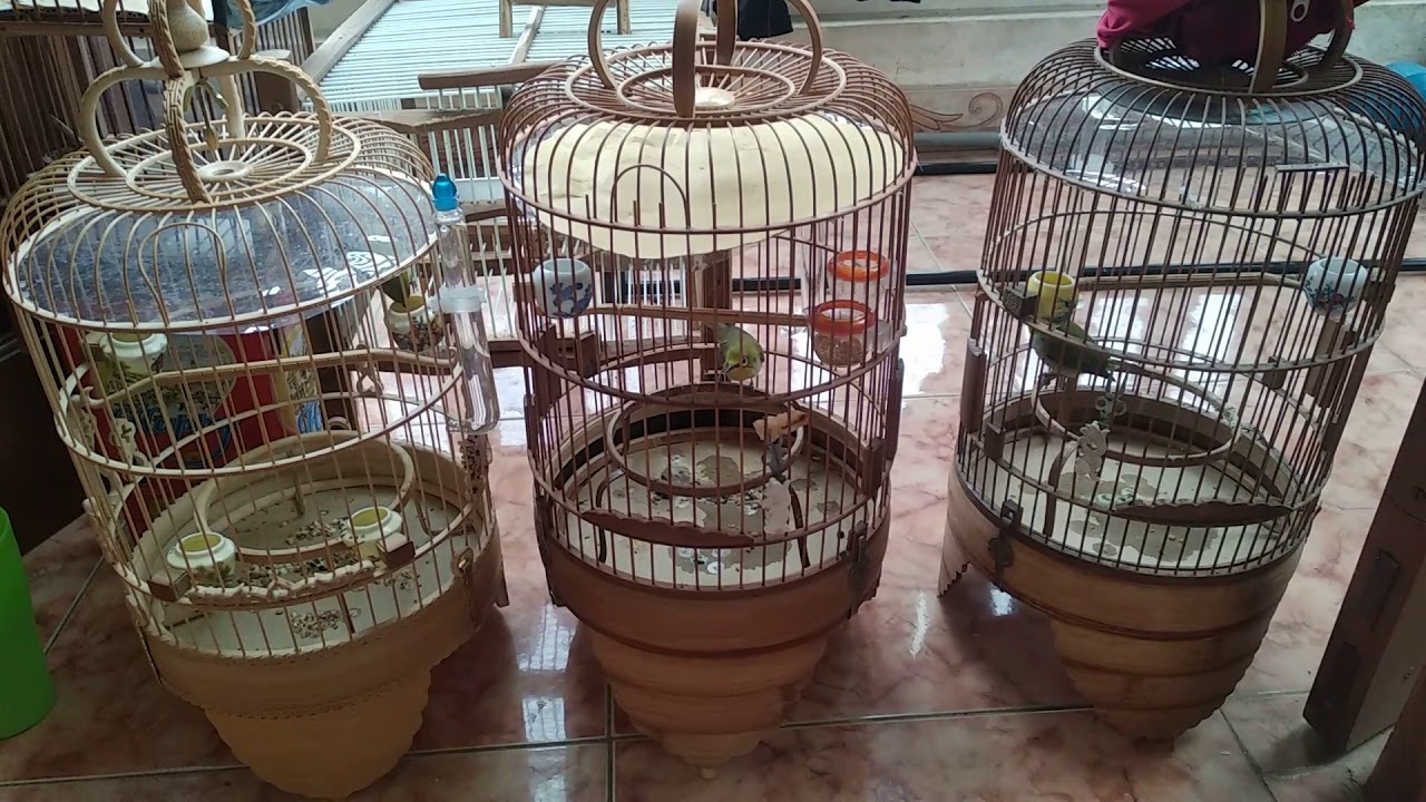 Hướng dẫn nuôi chim vành khuyên. Tập 1: Chim đi phân nát có mùi và cách chữa dứt điểm