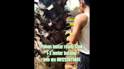ready pohon lontar info wa 081213975651 #lontar #pohon #lanscape #pohonlontar