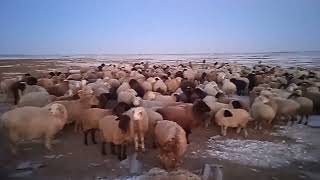 Зимней содержание овец. Овцы пришли с пастбище.