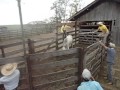 Embarcando boi Fazenda Estrela do Sul, Xambrê-Paraná