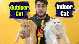 Indoor Cat Vs Outdoor Cat? Should I Let My Cat Go Outside