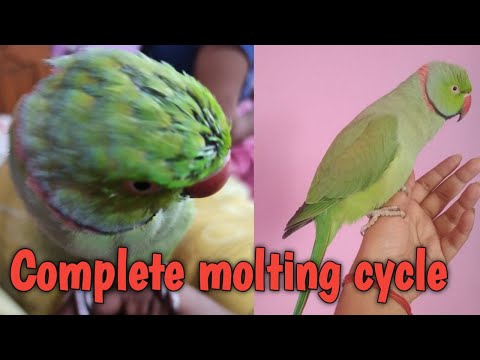 वीडियो: तोते क्यों पिघलते हैं