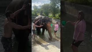 Как мы купали слона отдых тайланд