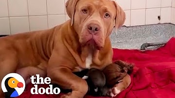 Gentle Giant Shelter Dog Raises A Litter Of Orphan Puppies | The Dodo