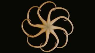 The Dance of the Tentacles