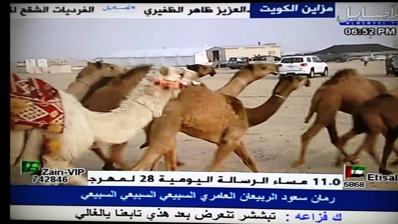 منقية حمود بن غريبان الديحاني