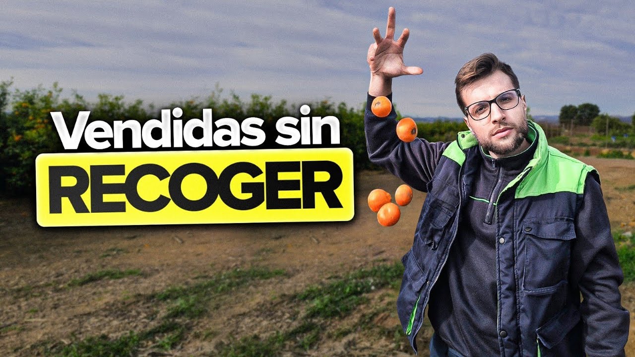 MANDARINAS 2025-2026 🍊 Por qué ha ocurrido este DESASTRE y el aviso para la Naranja