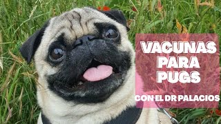 💖💉🐶VACUNAS para perro Pug 💖💉🐶 by ManiPistachePugs 2 years ago 7 minutes, 20 seconds 14,411 views