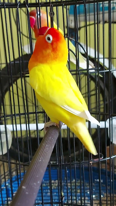 LOVEBIRD LUTINO MH FIGHTER DURASI PANJANG