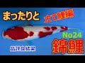 まったりと錦鯉No24【第１回九州地区若鯉品評会】