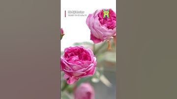 Ngôi chùa cổ 2000 năm tuổi và bí ẩn 2 pho tượng nhục thân xá lợi #shorts