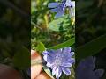 beautiful flowers 🌼🤌🏻😍#viral #flowers #love #garden #shorts #yt