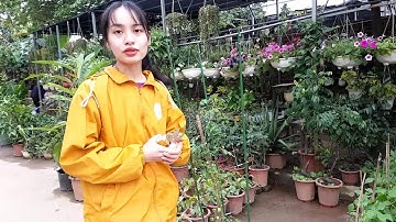 CÁCH TRỒNG CÀ CHUA BI CHUỖI NGỌC TRONG CHẬU - CÁCH LÀM GIÀN CÀ CHUA CHUỖI NGỌC