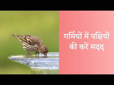 वीडियो: क्या पंख पक्षियों को गर्म रखते हैं?