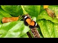 Life Cycle of the Cans Birdwing