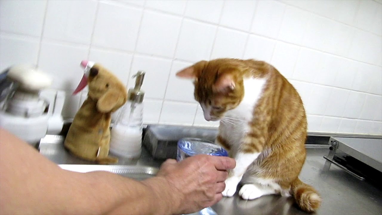 腰を抜かす猫 Youtube