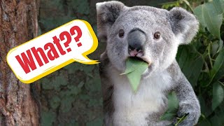 Top 5 DUMBEST Animals In The World by Top 5 Animal Wonders 242 views 5 months ago 6 minutes, 14 seconds