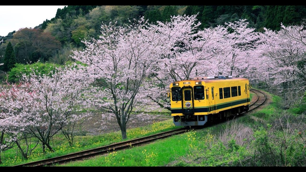 桜に菜の花、水仙が咲き誇る春のいすみ鉄道(2023) - YouTube
