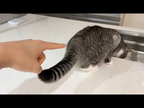 いたずらしてる猫の背中を不意打ちでつついてみたらこうなりましたw