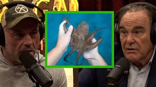 Joe Rogan: The Octopus An Aliens? The Insane Camouflaging Abilities of Octopuses - Oliver Stone  JRE