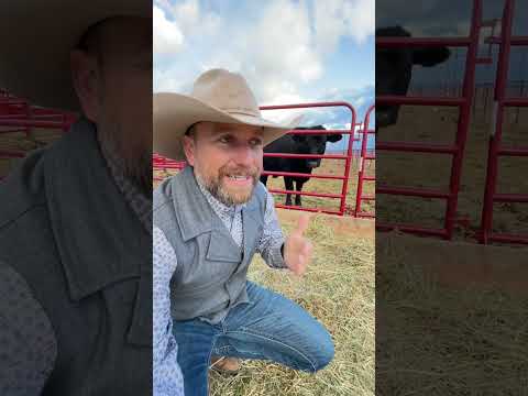 Wideo: Gdzie odbywa się ranching?