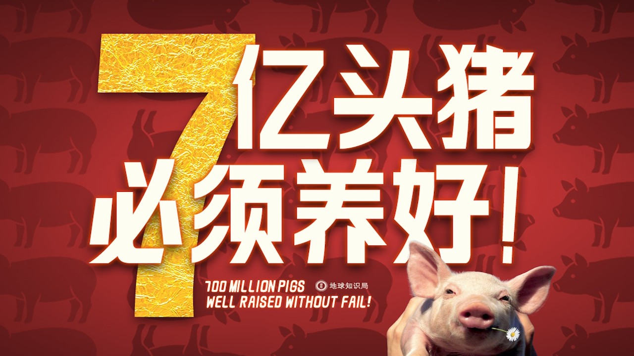 中国这7亿头猪,必须养好! - YouTube