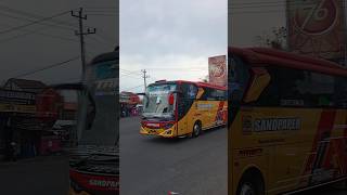 Basuri Pinguin Modul Dav D5 Kanee🥵🔥|Bus Sandpaper💛TAKESHI❤️#basuri#busbasuri#huntingbus#tyoproject
