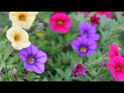 Vídeo: Petunias Grandiflora: crescendo a partir de sementes (foto)