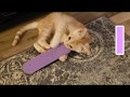 My Cute Kitten Plays With The Letters Of The Alphabet