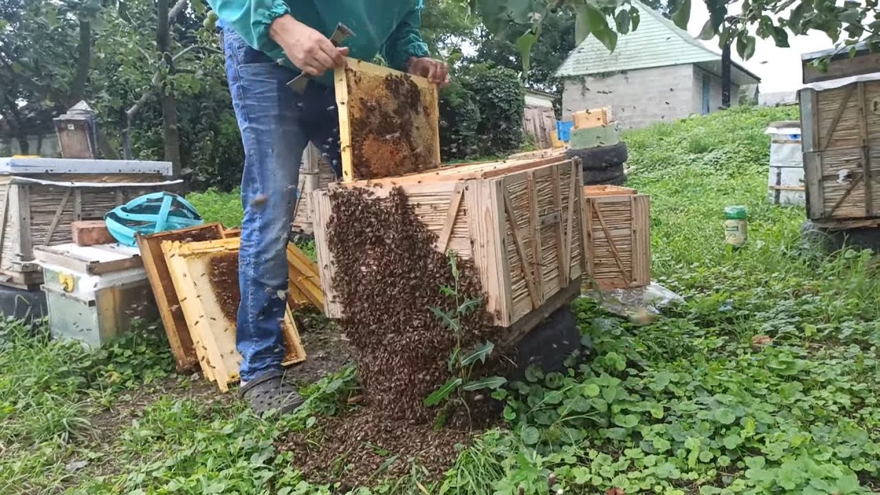 Сокращения гнезда пчел и осушка рамок после откачки меда